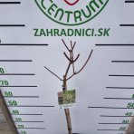 Hortenzia metlinatá (Hydrangea paniculata) ´WIM´S RED´® - výška 100-110 cm, kont. C5L - NA KMIENKU 